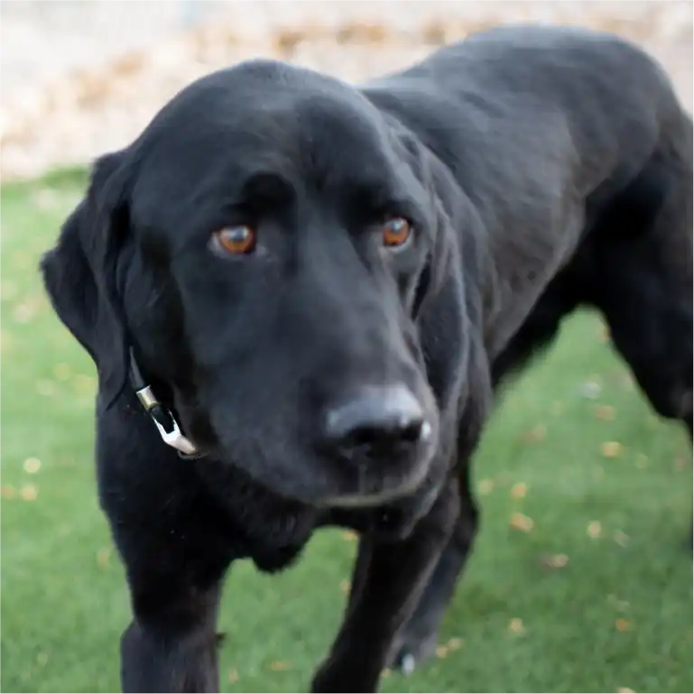 Black, sad dog